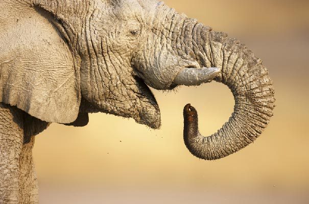 Etosha - Elephant close-up
